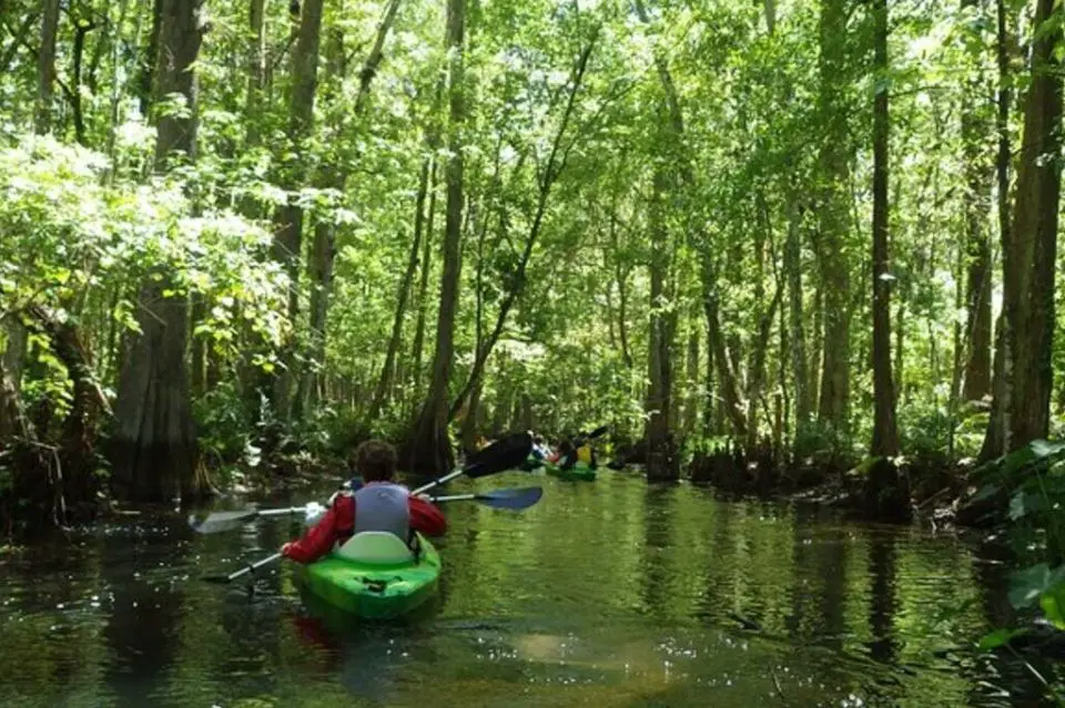 Shingle Creek Guided Kayak Tour with Picnic Lunch